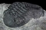 Pedinopariops Trilobite - Mrakib, Morocco #88197-3